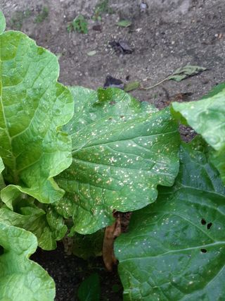 고경재님의 배추 · 병해충상담 작성글 사진