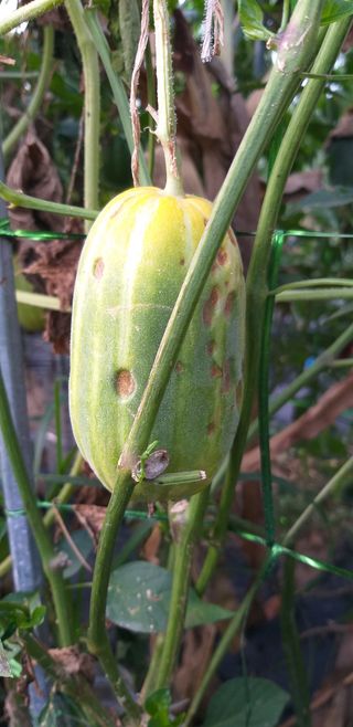 김송규님의 기타작물 · 병해충상담 작성글 사진