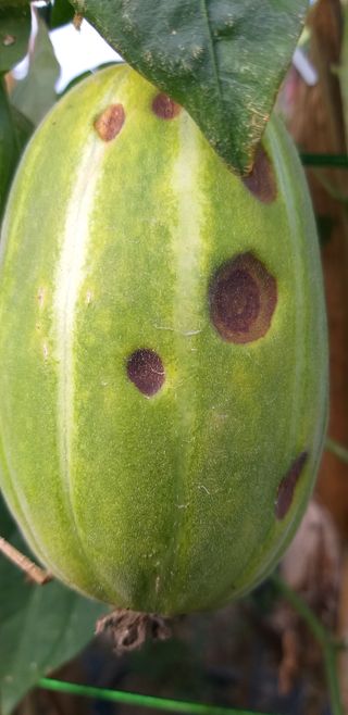 김송규님의 기타작물 · 병해충상담 작성글 사진