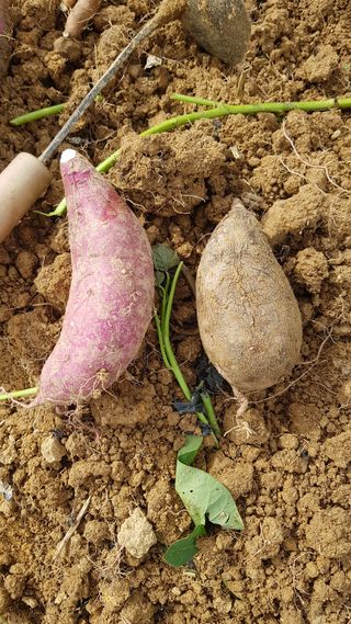 최춘득 청대산 님의 고구마 · 병해충상담 작성글 사진