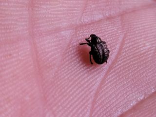 김영수님의 포도 · 병해충상담 작성글 사진