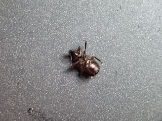 김영수님의 포도 · 병해충상담 작성글 사진