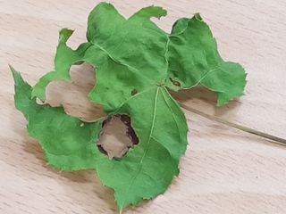 끝쌍곡님의 기타작물 · 병해충상담 작성글 사진