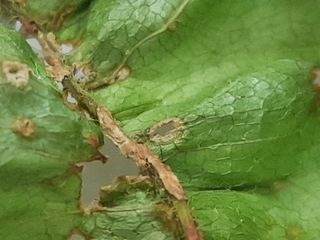 끝쌍곡님의 기타작물 · 병해충상담 작성글 사진