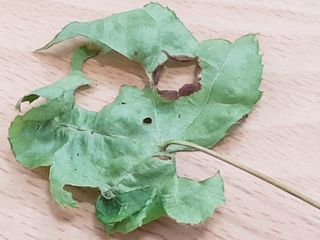 끝쌍곡님의 기타작물 · 병해충상담 작성글 사진