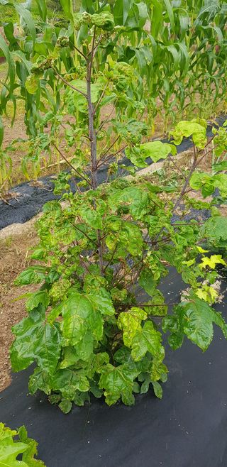 끝쌍곡님의 기타작물 · 병해충상담 작성글 사진