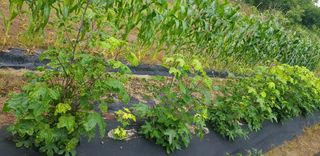 끝쌍곡님의 기타작물 · 병해충상담 작성글 사진