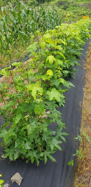 끝쌍곡님의 기타작물 · 병해충상담 작성글 사진