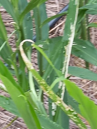 정각1님의 기타작물 · 병해충상담 작성글 사진