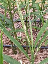 팜모닝 기타작물·병해충상담 게시글 이미지