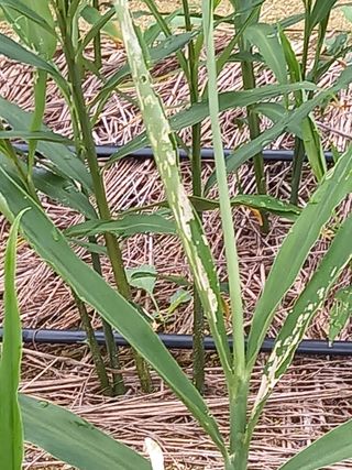 정각1님의 기타작물 · 병해충상담 작성글 사진