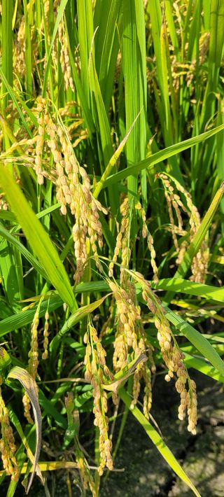 하얀찔레꽃님의 벼 · 시세•판로 작성글 사진