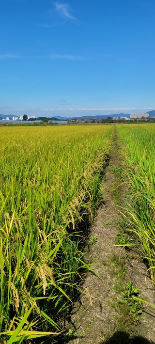 하얀찔레꽃님의 벼 · 시세•판로 작성글 사진