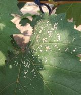 팜모닝 포도·병해충상담 게시글 이미지