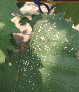 신나는농부입니다님의 포도 · 병해충상담 작성글 사진