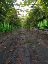 팜모닝 팜모닝·출석 게시글 이미지