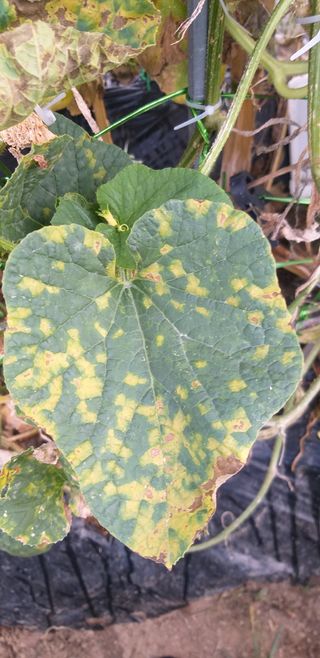 김송규님의 기타작물 · 병해충상담 작성글 사진