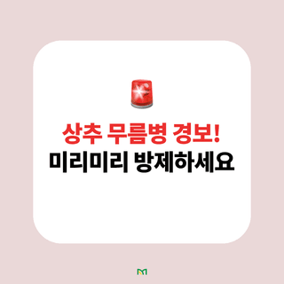 병해충 알리미님의 상추 · 병해충상담 작성글 사진