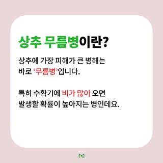 병해충 알리미님의 상추 · 병해충상담 작성글 사진