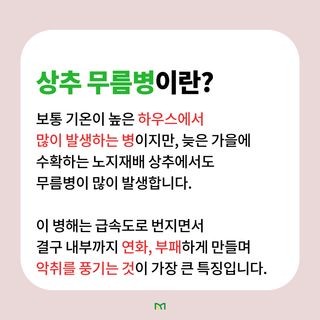 병해충 알리미님의 상추 · 병해충상담 작성글 사진