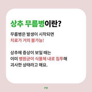 병해충 알리미님의 상추 · 병해충상담 작성글 사진