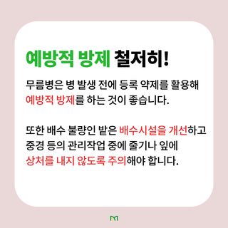 병해충 알리미님의 상추 · 병해충상담 작성글 사진