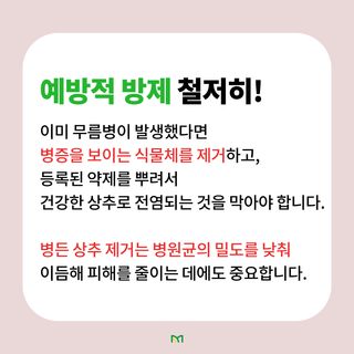 병해충 알리미님의 상추 · 병해충상담 작성글 사진