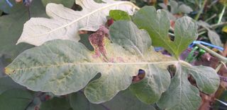 김송규님의 기타작물 · 병해충상담 작성글 사진