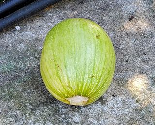 ogapiall님의 호박 · 병해충상담 작성글 사진