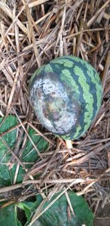 팜모닝 기타작물·병해충상담 게시글 이미지