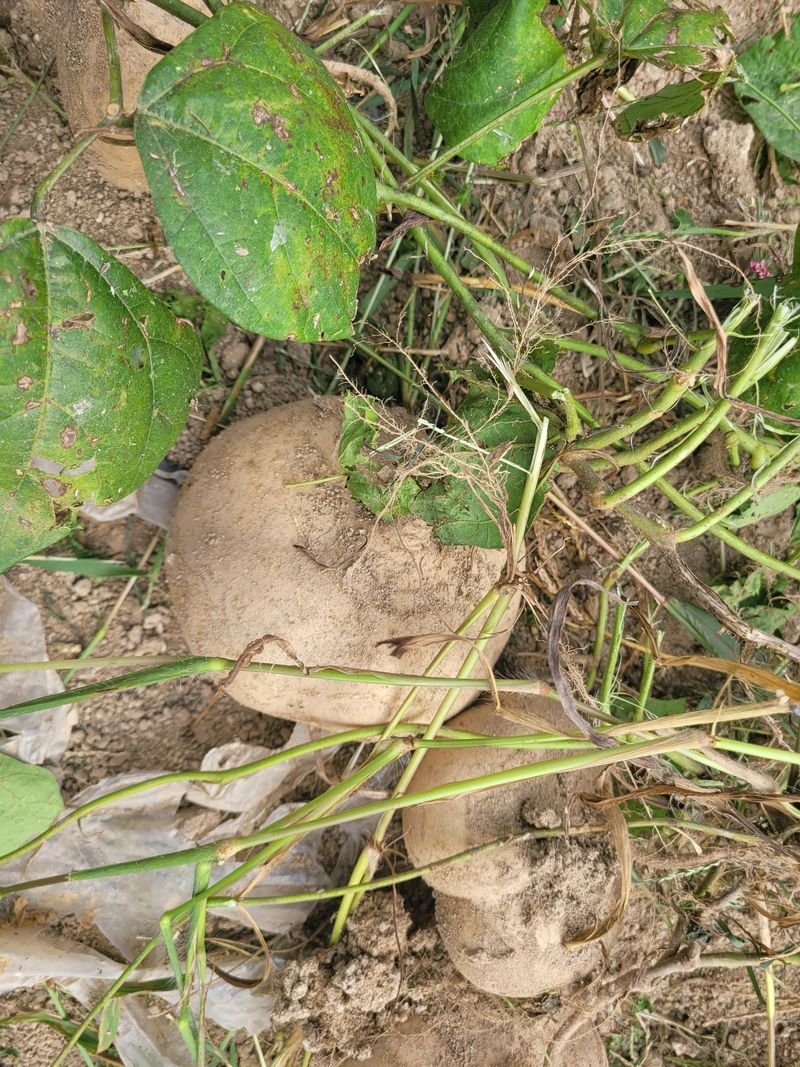 구민찬님의 장터 판매 상품 [히카마(얌빈.멕시코감자) 5키로22000원] 첨부 사진