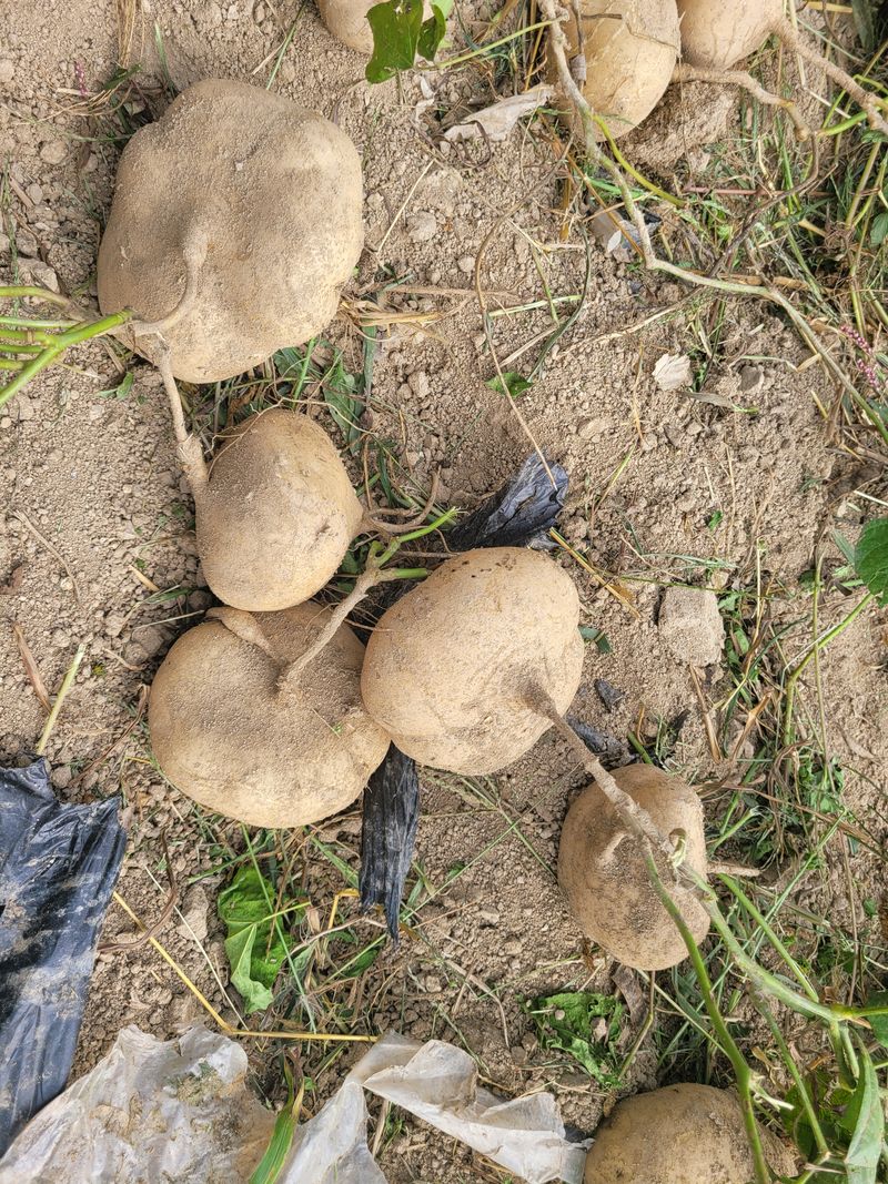 구민찬님의 장터 판매 상품 [히카마(얌빈.멕시코감자) 5키로22000원] 첨부 사진