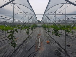 빛과소금님의 딸기 · 일상 작성글 사진