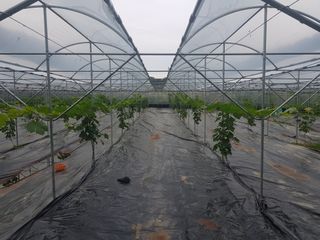 빛과소금님의 딸기 · 일상 작성글 사진