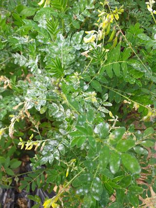 정선희님의 기타작물 · 병해충상담 작성글 사진