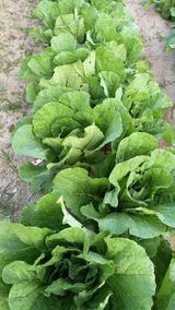 팜모닝 팜모닝·출석 게시글 이미지