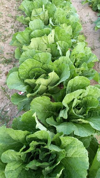 항상감사 님의 팜모닝 · 출석 작성글 사진