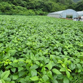 정선경님의 팜모닝 · 출석 작성글 사진