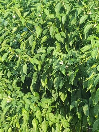 성용이님의 고추 · 병해충상담 작성글 사진