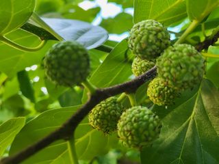 송희네 농장님의 벼 · 자유게시판 작성글 사진