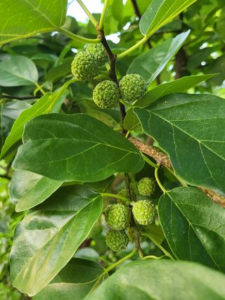 송희네 농장님의 벼 · 자유게시판 작성글 사진