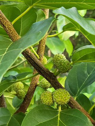 송희네 농장님의 벼 · 자유게시판 작성글 사진