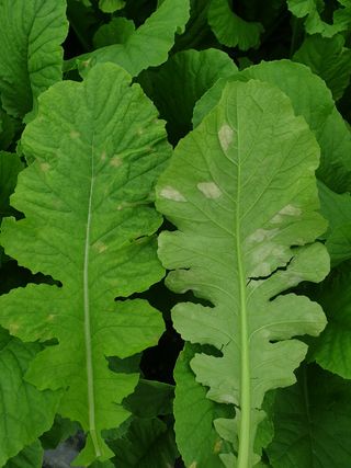 영스님의 배추 · 병해충상담 작성글 사진