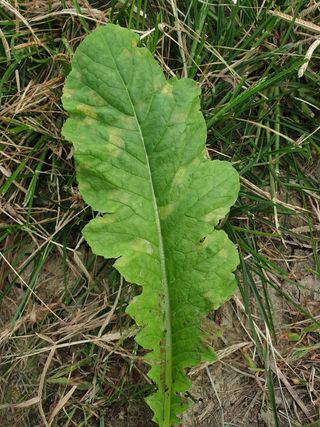 영스님의 배추 · 병해충상담 작성글 사진