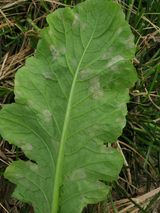 팜모닝 배추·병해충상담 게시글 이미지