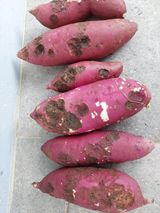 팜모닝 고구마·병해충상담 게시글 이미지