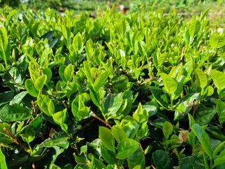 박상석님의 팜모닝 · 출석 작성글 사진