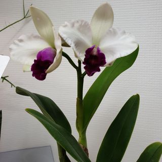 오명희 님의 팜모닝 · 출석 작성글 사진