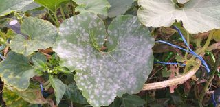 김송규님의 기타작물 · 병해충상담 작성글 사진