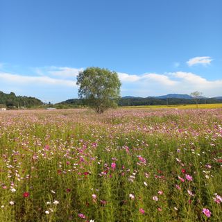 송승철님의 사과 · 일상 작성글 사진